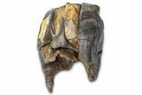 Fossil Woolly Rhino (Coelodonta) Tooth - Siberia #370970-2
